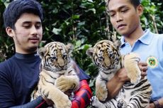 Punya Harimau Putih Bernama Selen, Ini Cerita Alshad Ahmad Pertama Kali Pelihara Harimau