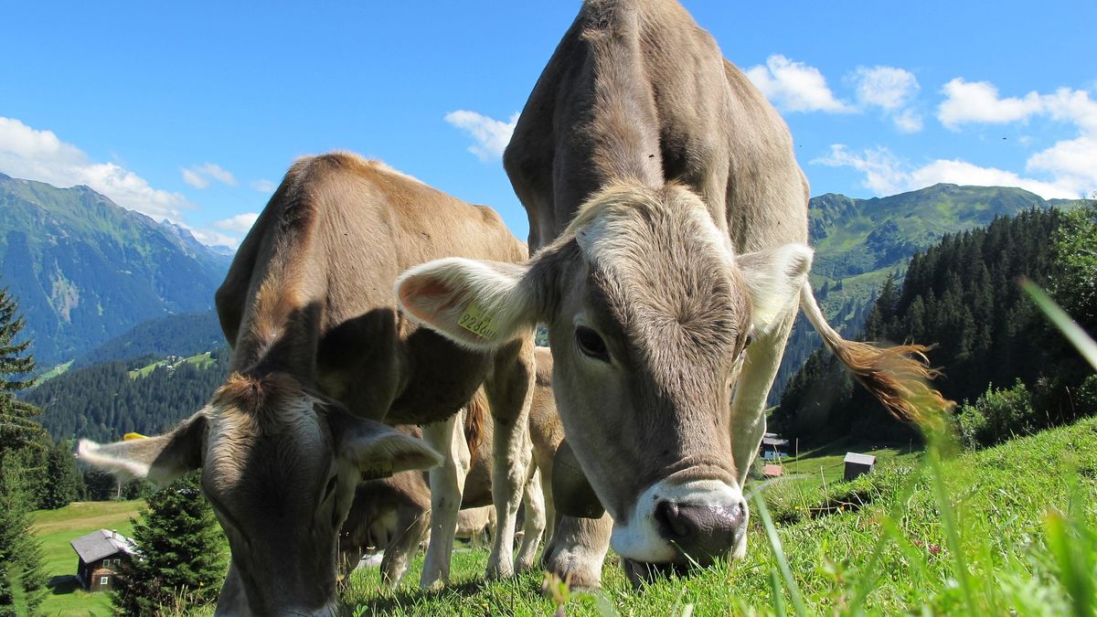Kotoran Sapi Alternatif Hidrogen yang Berkelanjutan