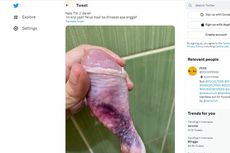 Viral, Foto Lebam di Daging Ayam, Apakah Aman Dikonsumsi?