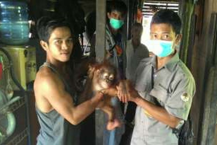 Hendrikus (kiri) saat menyerahkan orangutan bernama Bonita kepada petugas BKSDA Kalbar (9/11/2016)