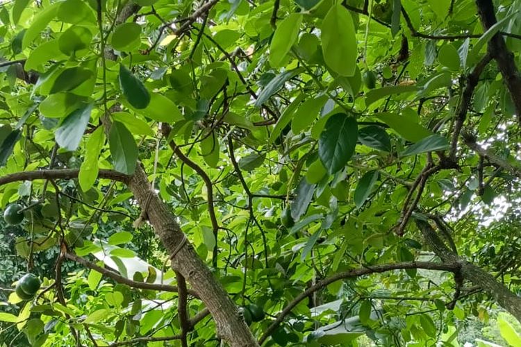 Butuh waktu sekitar lima tahun untuk menanam pohon alpukat cipedak hingga berhasil memanen buahnya. Begitu pohon alpukat cipedak berbunga dan berbuah, tanaman ini akan tumbuh setidaknya satu hingga dua kali dalam setahun.