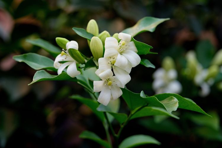 Ilustrasi bunga melati