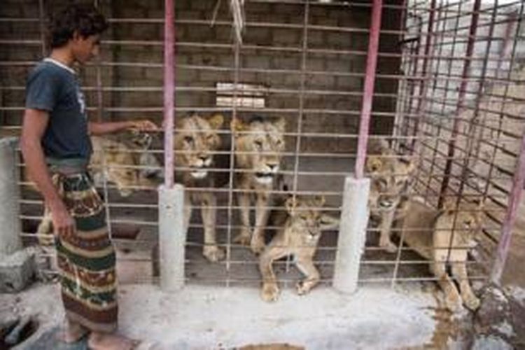 Hassan Bari memiliki dua singa jantan dan enam singa betina untuk memenuhi permintaan hewan eksotis dari orang-orang kaya di kawasan Teluk.