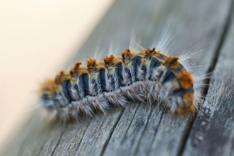 Ilustrasi ulat bulu.