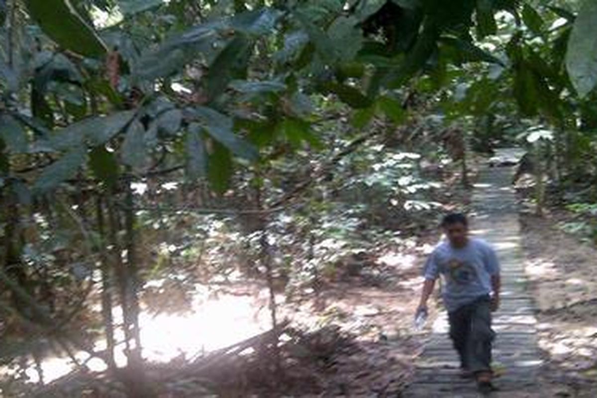 Obyek wisata Sangkima di Taman Nasional Kutai, Kutai Timur, Kalimantan Timur