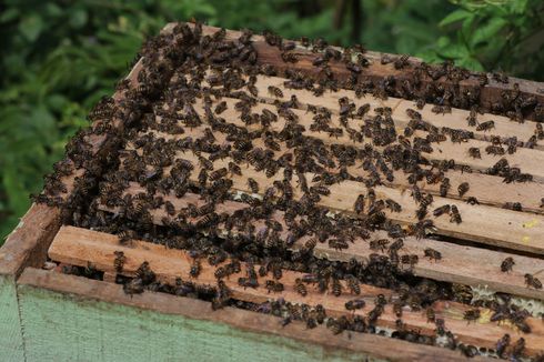 6 Langkah Aman Menyingkirkan Sarang Lebah di Rumah 