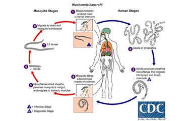 Daur hidup cacing filaria pada manusia (inang) dan nyamuk (inang perantara)