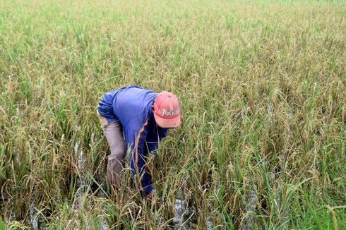 Cerita Petani yang Gagal Panen Padi karena Virus Klowor