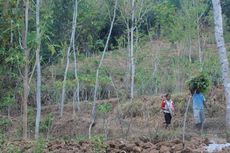 Makanan Habis, Kawanan Kera Gali Singkong di Kebun Warga 