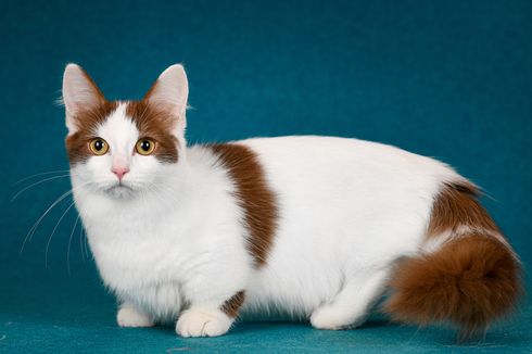 Fakta Unik, Kucing dan Kegemarannya pada Ilusi Bidang Persegi 