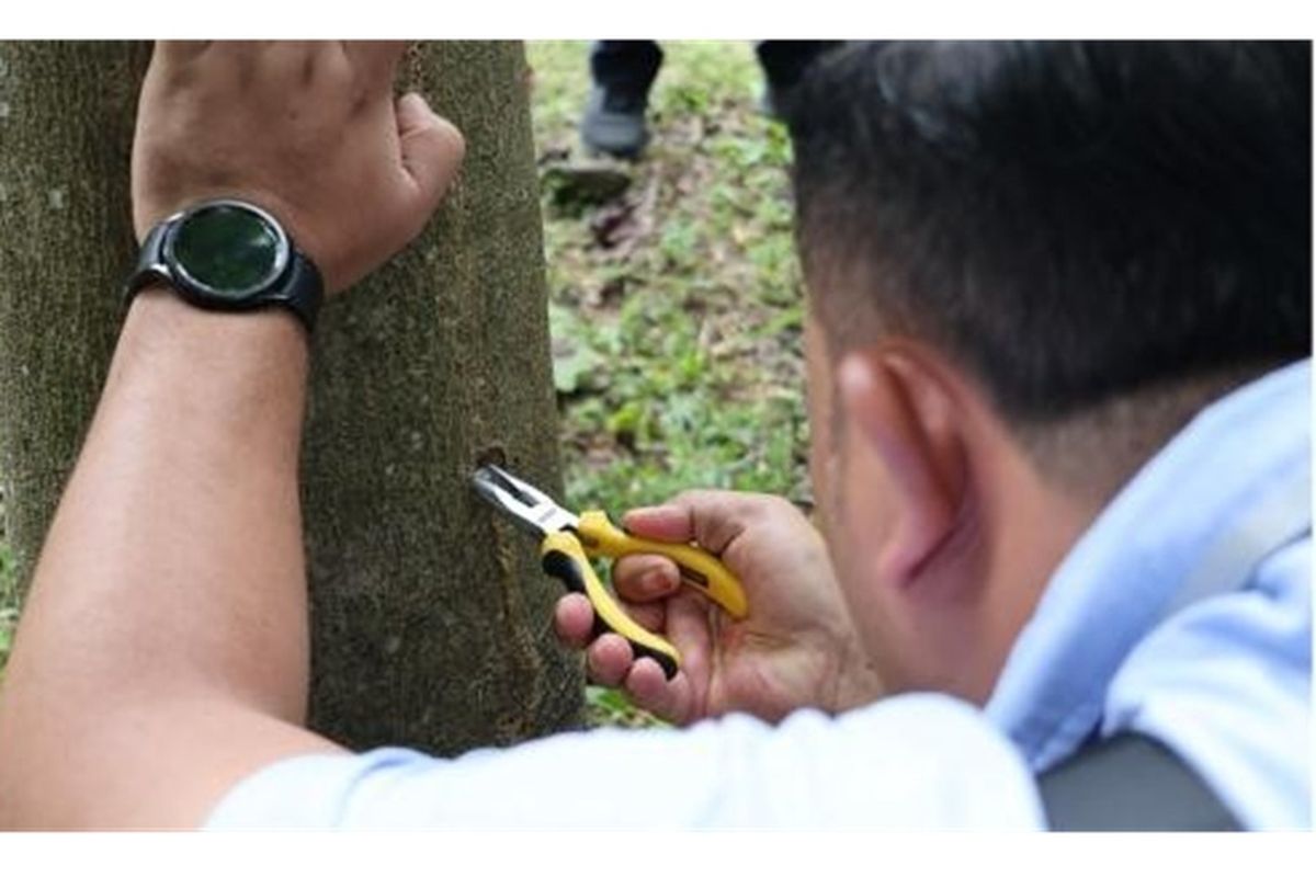 Bagian kayu yang digunakan untuk ekstraksi DNA bisa berasal dari kulit hingga inti batang, baik pada kayu segar maupun kayu olahan, seperti plywood.