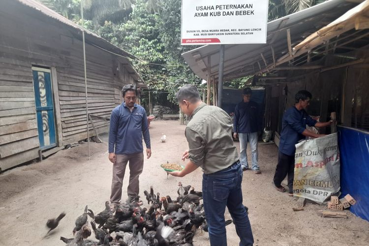 Untuk revitalisasi lahan gambut dengan tujuan peningkatan ekonomi, Warga Suku Anak Dalam di Desa Muara Medak, Jambi yang dulu terdampak kebakaran lahan gambut seluas 250 hektar pada 2015 kini mengembangkan peternakan ayam dan bebek, dibantu Pertamina Hulu Energi (PHE) Jambi Merang. 