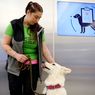 Bandara Finlandia Pakai Anjing Pelacak Covid-19, Akurat Hampir 100 Persen