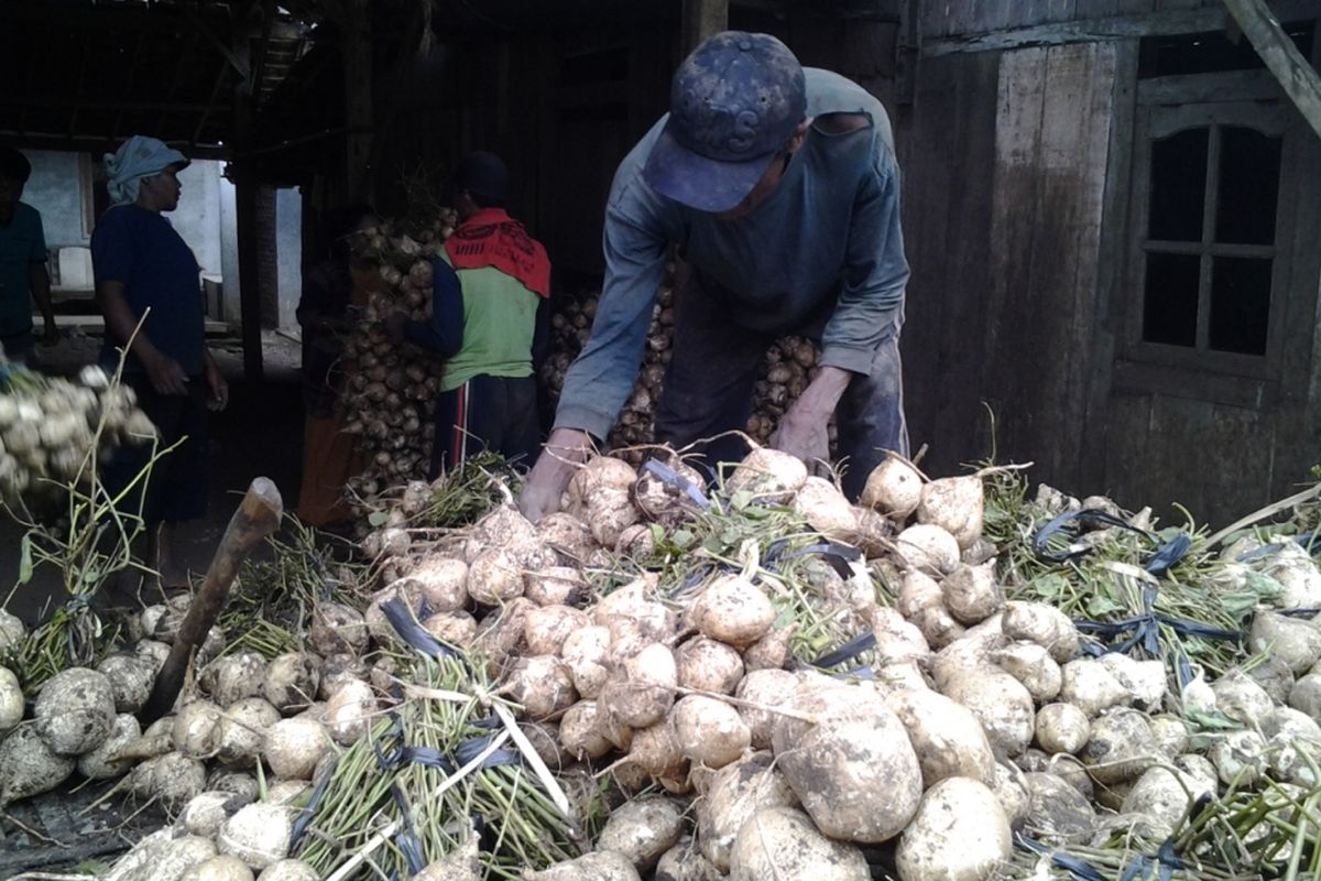 Petani Bengkoang saat panen hasil kebunnya. KOMPAS.Com /Slamet Priyatin 