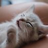 4 Manfaat Jadi Pecinta Kucing Menurut Sains