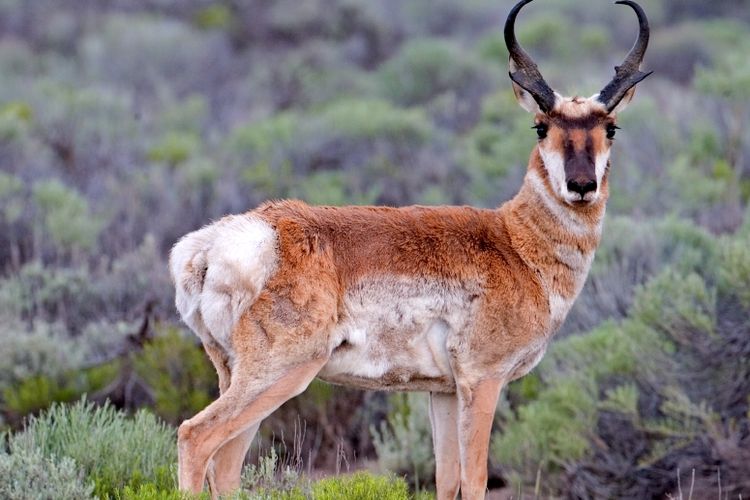 Pronghorn Antelope, Cabin Lake Road, Fort Rock, Oregon