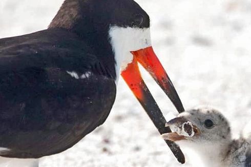 Sungguh Memilukan, Induk Burung Ini Beri Makan Anaknya Puntung Rokok