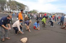 Pantai Trisik di Kulon Progo: Daya Tarik, Aktivitas, dan Rute