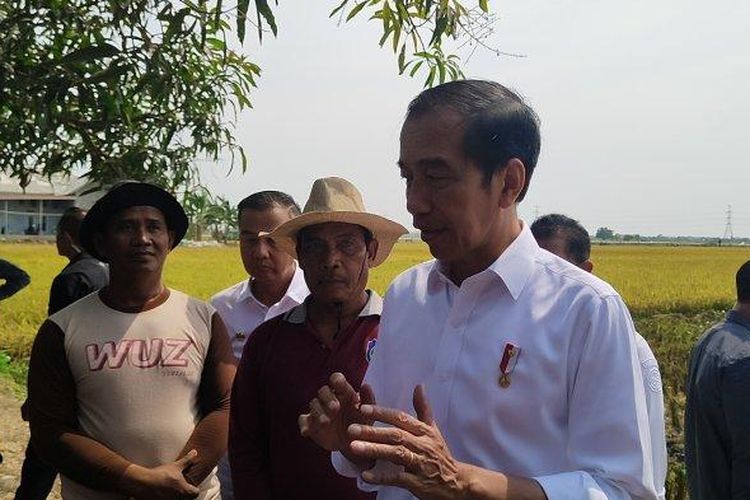 Presiden Joko Widodo (Jokowi) saat melakukan panen raya di Desa Karanglayung, Kecamatan Sukra, Kabupaten Indramayu, Jumat (13/10/2023). 