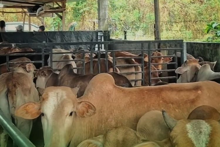 Sejumlah Sapi Yang Disiapkan Pemkab Bener Meriah Untuk Dibagikan ke Desa-Desa Terdampak Bencana Hidrometeorologi di Kabupaten Setempat