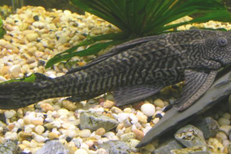 Kenapa Ikan Sapu-Sapu Jadi Indikator Pencemaran Lingkungan?