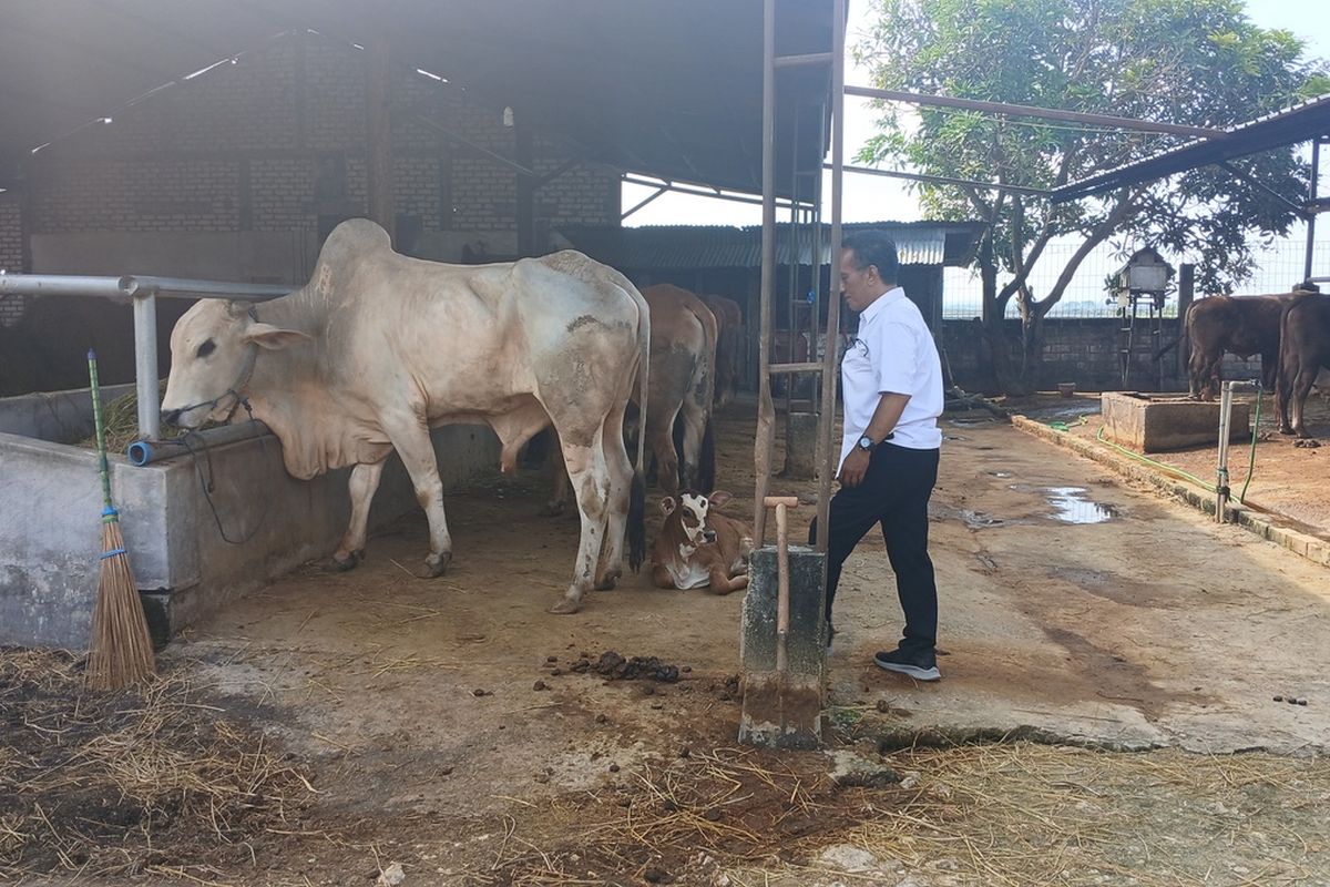 Atmowiharjo (56), seorang calon pembeli yang mengaku berasal dari Lamongan sedang melihat puluhan ternak sapi di peternakan sapi milik Basar, di Kecamatan Widang, Kabupaten Tuban, Jawa Timur. Senin (2/6/2025).
