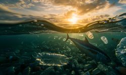 Ilmuwan Temukan Cara Hilangkan Mikroplastik dari Air Minum, Bagaimana Caranya?