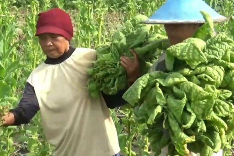Warga Desa Ngale, Kecamatan Pilangkenceng, Kabupaten Madiun memanen tembakau. Petani mengeluh harga jual tembakau anjlok lantaran terdampak pandemi covid-19.