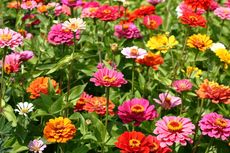 6 Tanaman Bunga yang Dapat Ditanam di Kebun Sayur 