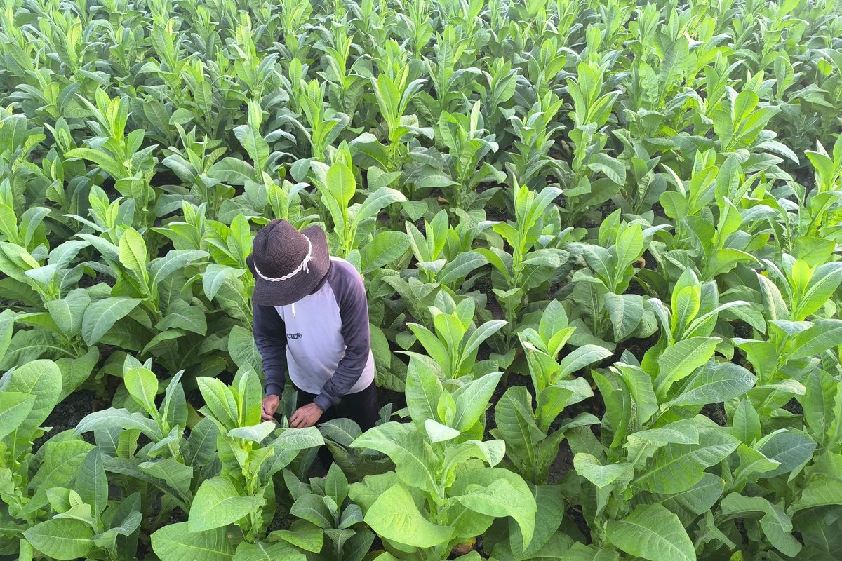Petani memeriksa hama dan ulat di daun tembakau di Desa Teha Barat, Pamekasan Jawa Timur, Senin (25/8/2025)