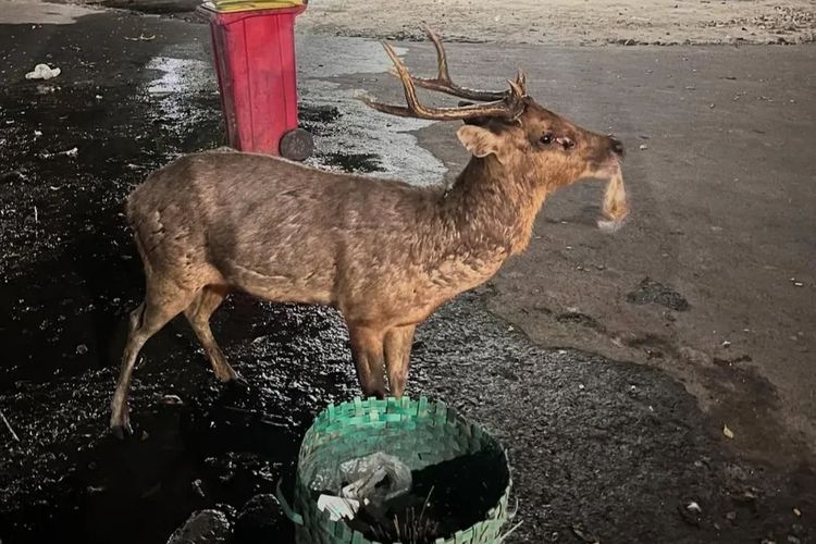 Rusa di Taman Sriwedari Makan Sampah Plastik, Disbudpar Solo Mulai Rencanakan Lokalisir