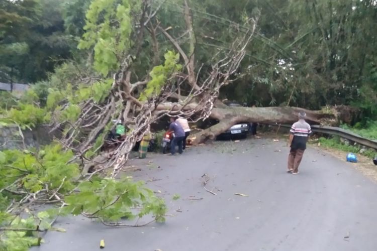 Pohon tumbang menutup jalan raya Garut-Tasik di depan pintu masuk objek wisata Ngamplang di Desa Ngamplang Kecamatan Cilawu, Rabu (27/04/2022) petang sekitar pukul 17.40 (Foto Ist)
