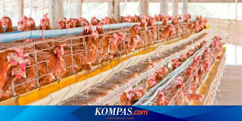 Peternak Ayam Ciamis Usul Dibuka Kawasan Perunggasan Di Lahan Tidur Halaman All Kompas Com