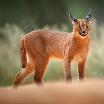 Ilustrasi kucing Caracal.