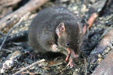 Antechinus, Hewan Marsupial yang Rela Bergadang Demi Kawin