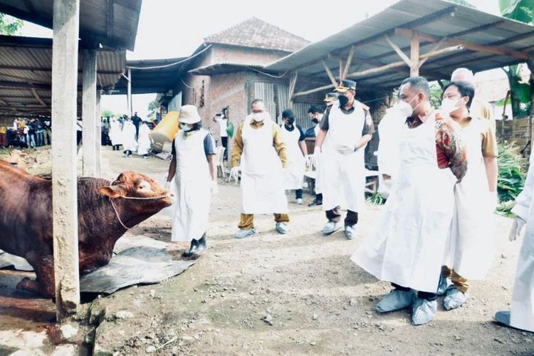 Pejabat dari Kementerian Pertanian Indonesia mengunjungi sebuah peternakan di Jawa Timur di mana sapi menderita penyakit mulut dan kuku.