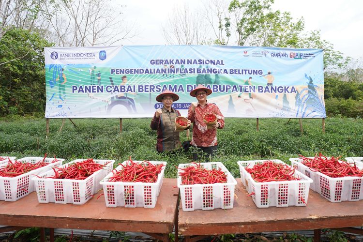 Panen cabai merah di Desa Kemuja, Bangka untuk klaster pencegahan inflasi, Senin (16/1/2023).