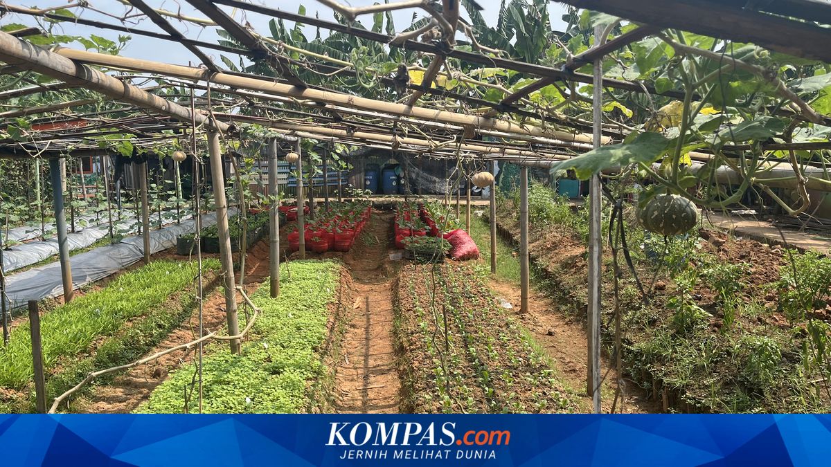Ketahanan Pangan di Permukiman Warga Jakbar, Begini Cara Kasmin Rawat Kebun