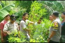 20 Batang Pohon Ganja Ditanam di Pekarangan, Dua Orang Ditangkap