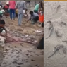 Fenomena Hujan Hewan Mengejutkan Warga India, Ikan-ikan Bertebaran di Jalan Setelah Badai Menerjang