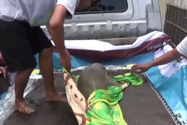 Dugong yang terdampar di Galungtulu dievakuasi ke Mampie untuk mendapatkan perawatan intensif.
