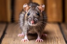 Ilmuwan Menyuntikkan DNA Neanderthal ke Tubuh Tikus, Apa Hasilnya?