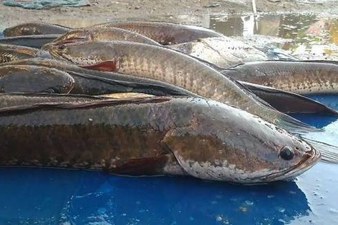 Gampangnya Budi Daya Ikan Gabus sebagai Peluang Bisnis yang Menjanjikan