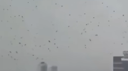 Fenomena Ribuan Gagak Berputar-putar di Langit Tel Aviv, Pertanda Apa?