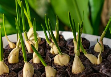 Gampang, Ini Cara Menanam Bawang Putih di Dalam Ruangan