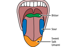 Apakah Semua Bagian Lidah Dapat Merasakan Rasa?