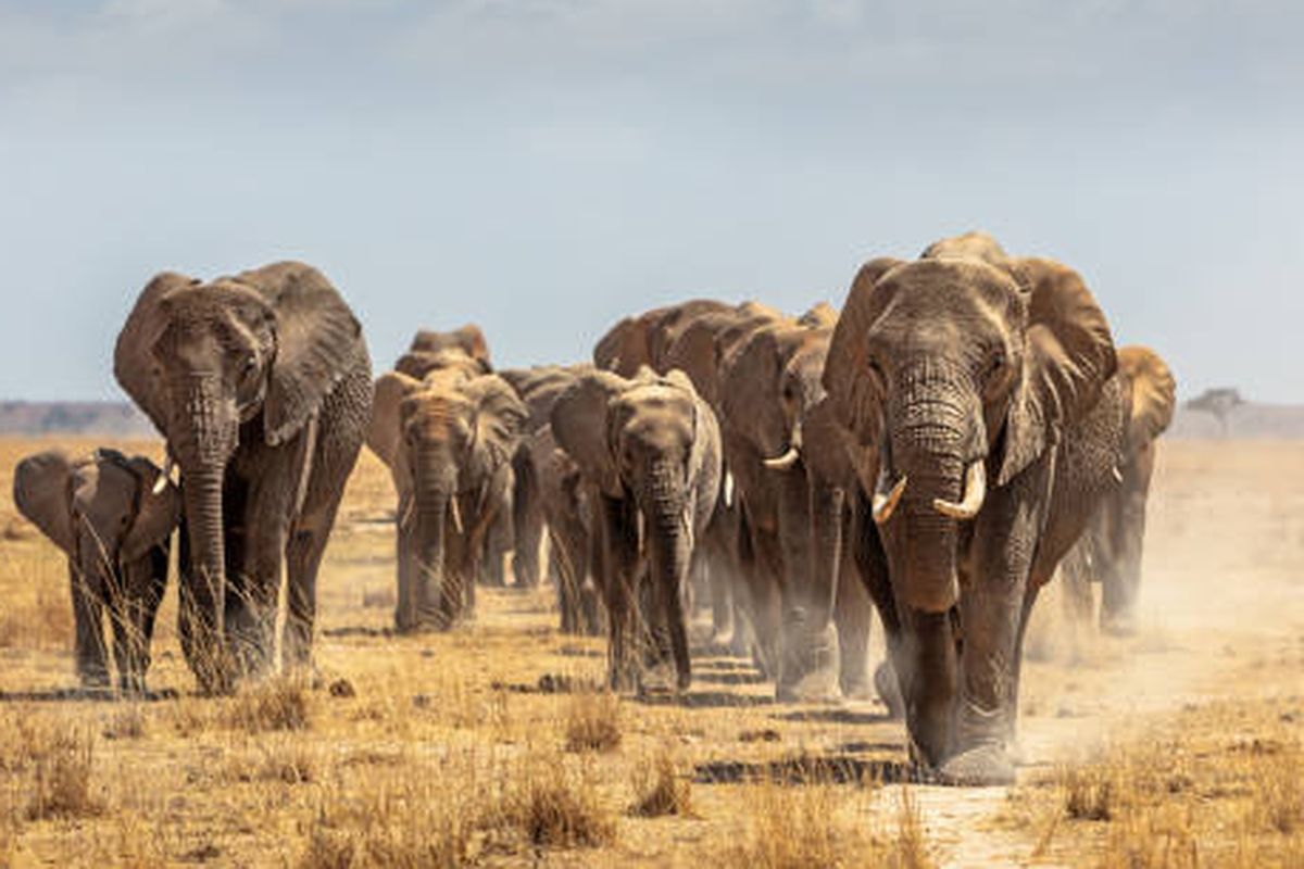 Ilustrasi gajah Afrika.