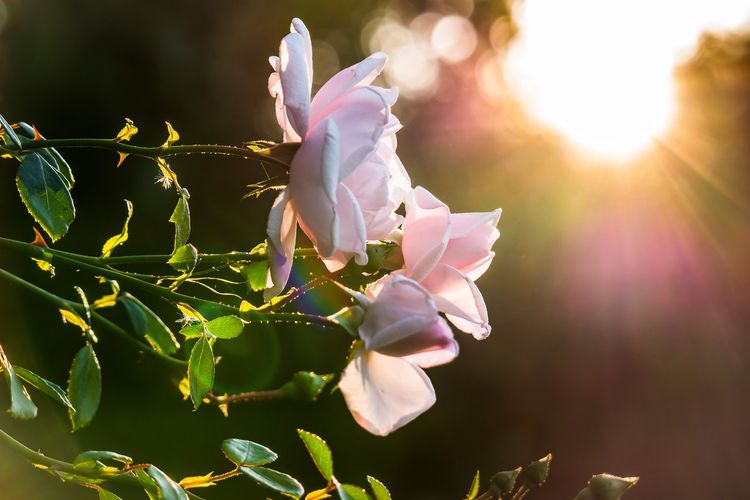 Hal pertama yang perlu dilakukan sebagai bagian dari cara menanam bunga mawar adalah memerhatikan kebutuhan cahayanya. Bunga mawar perlu disimpan di tempat yang terkena sinar matahari, baik langsung maupun tidak langsung.