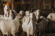 Kurban Kambing untuk Satu Keluarga, Ini Ketentuan dan Hukumnya dalam Islam