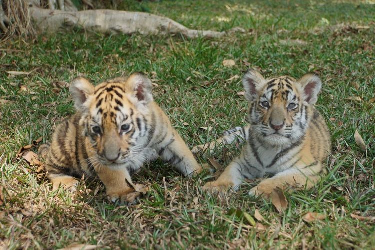 2 Bayi Harimau, 1 Bayi Owa, dan 2 Bayi Penguin Lahir di Taman Safari Indonesia